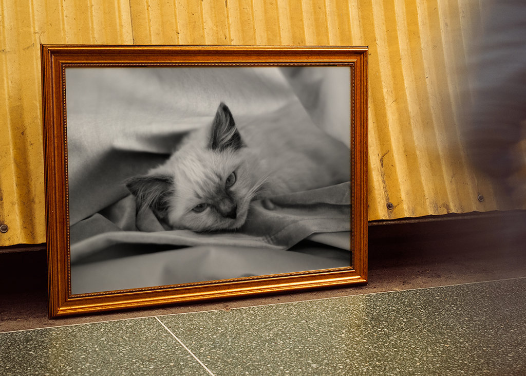 Chat (Ragdoll) noir et blanc