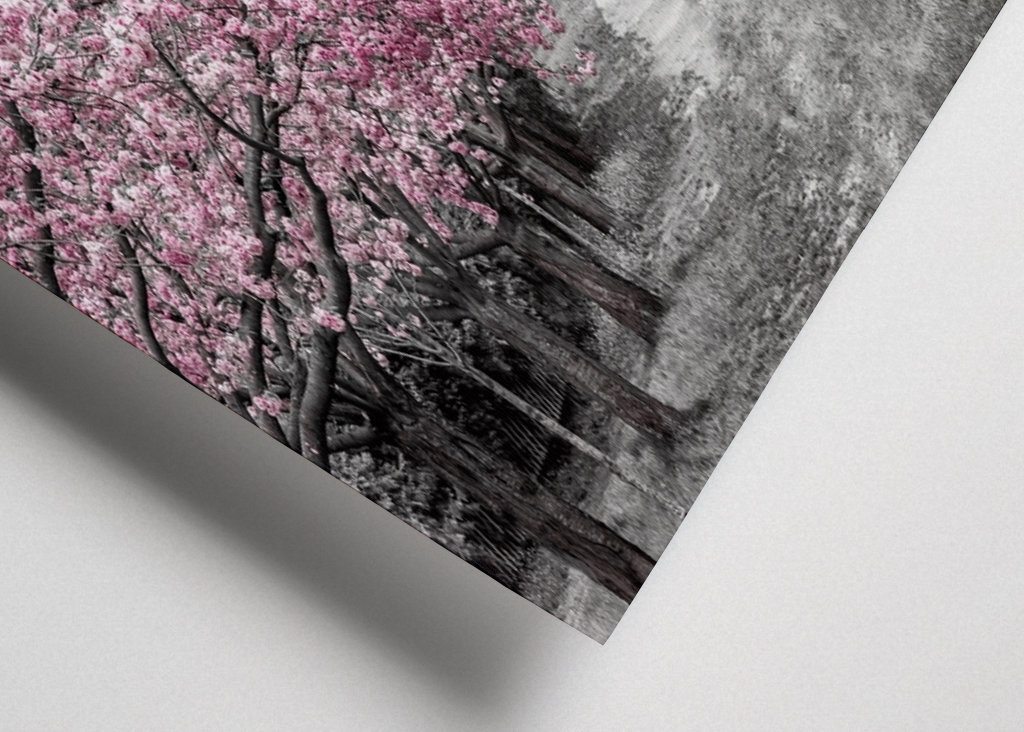 Encantadora avenida de los cerezos en flor