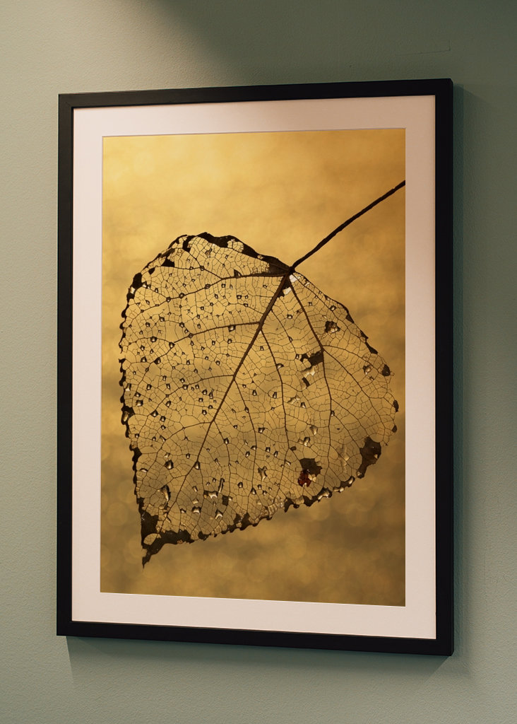 Golden leaf II
