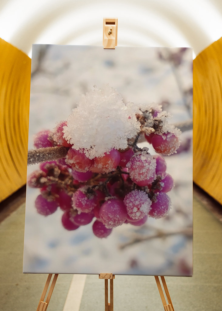 Couleurs de l’hiver