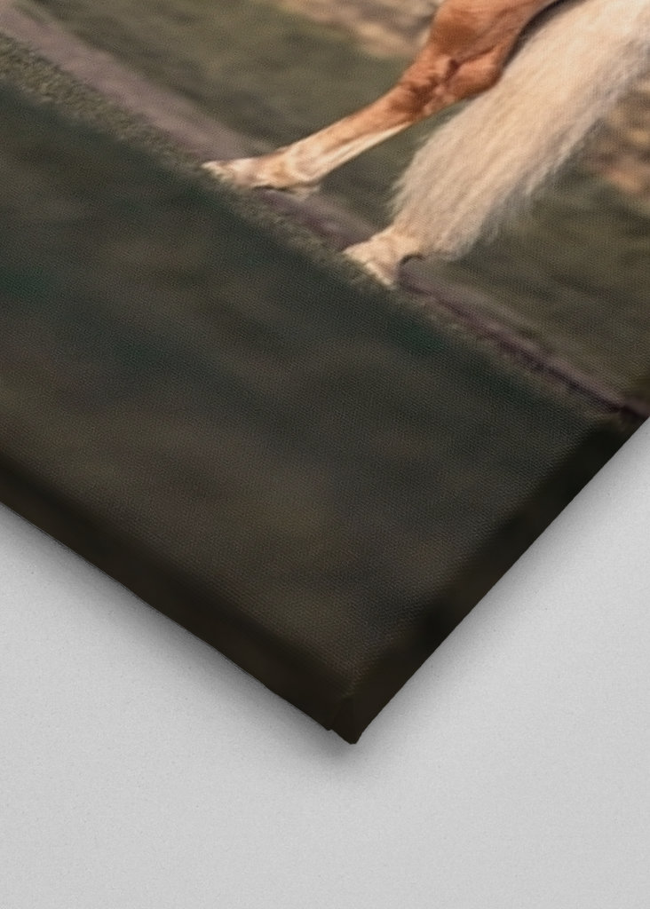 Etalon au soleil du matin