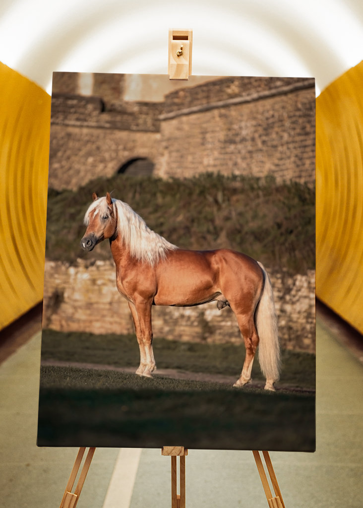 Etalon au soleil du matin