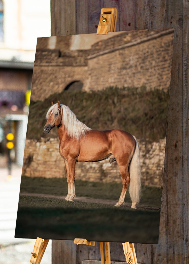 Etalon au soleil du matin