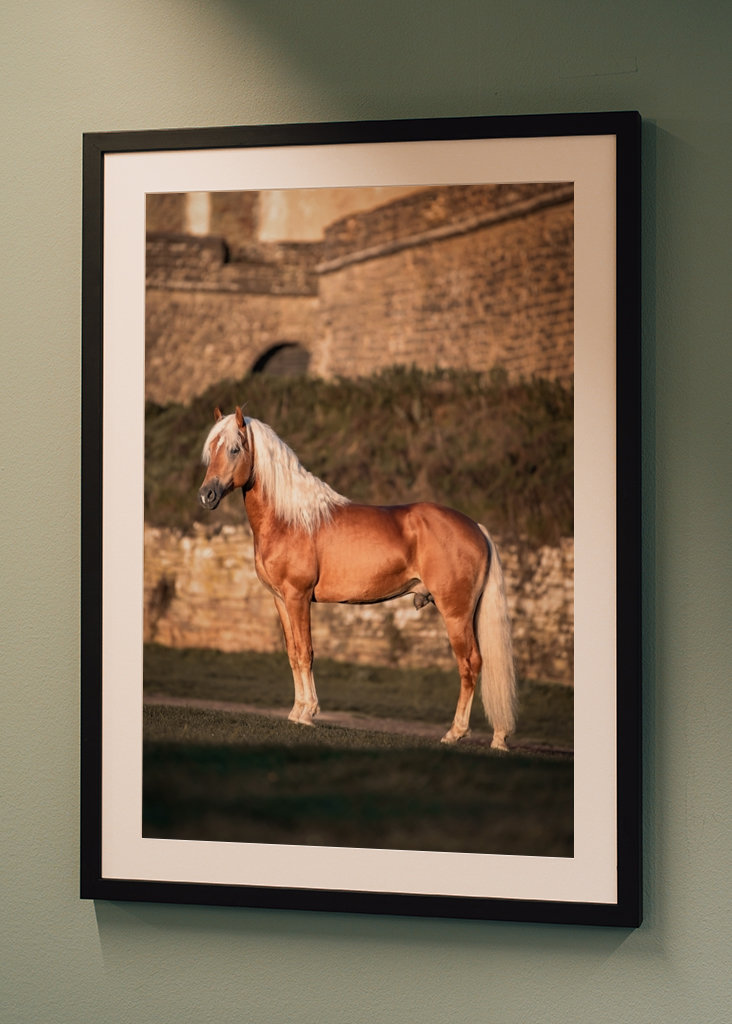 Etalon au soleil du matin