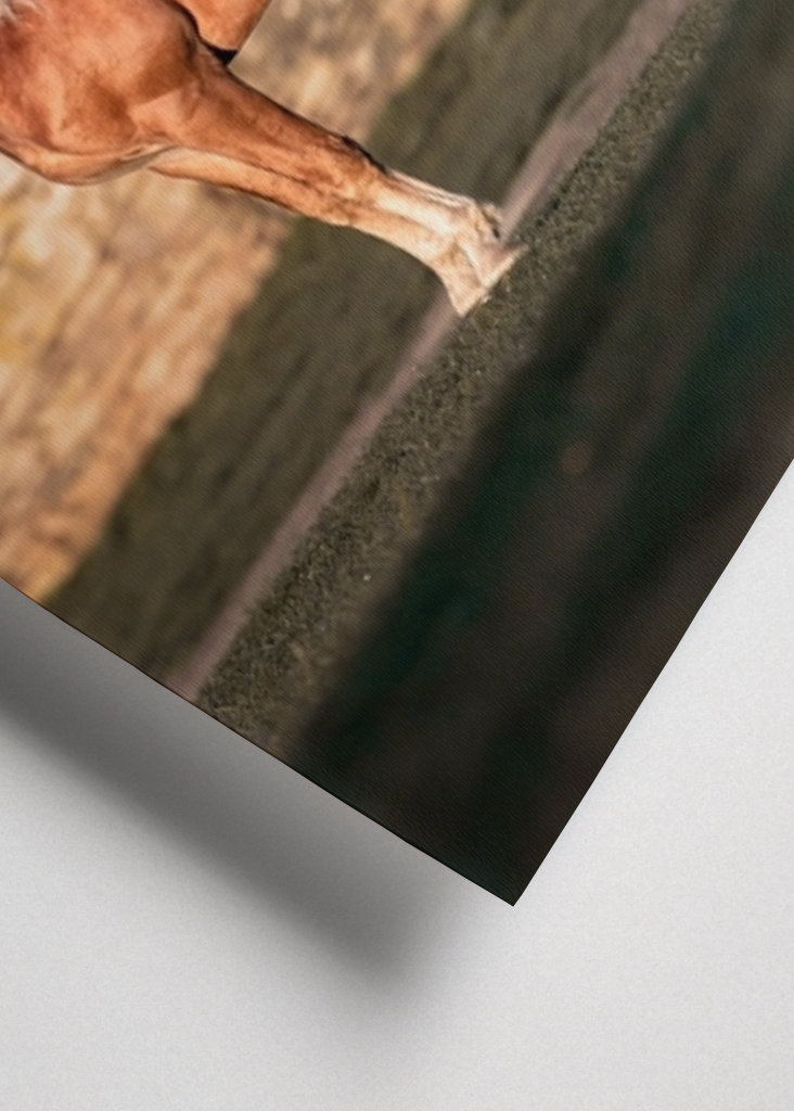 Etalon au soleil du matin