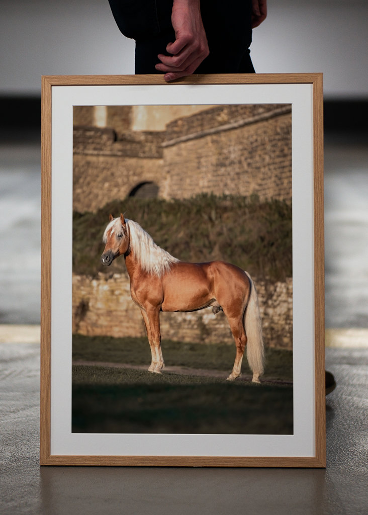 Etalon au soleil du matin