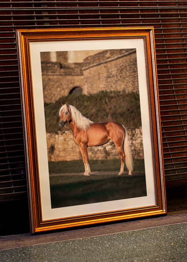 Etalon au soleil du matin