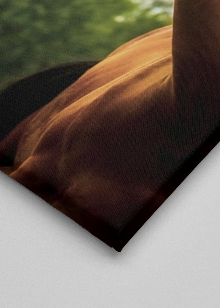 Cheval pore serré en dehors de l’été