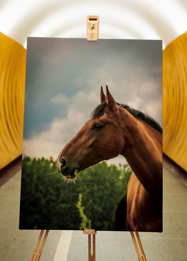 Cheval pore serré en dehors de l’été