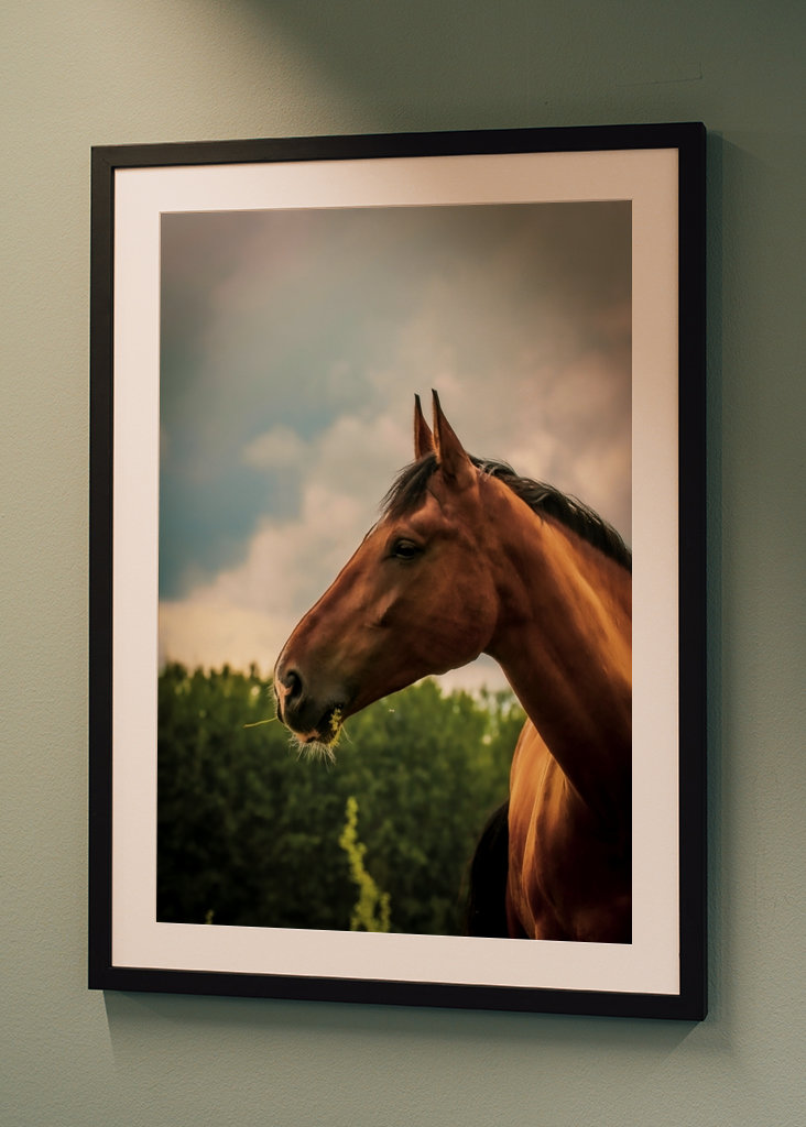 Cheval pore serré en dehors de l’été