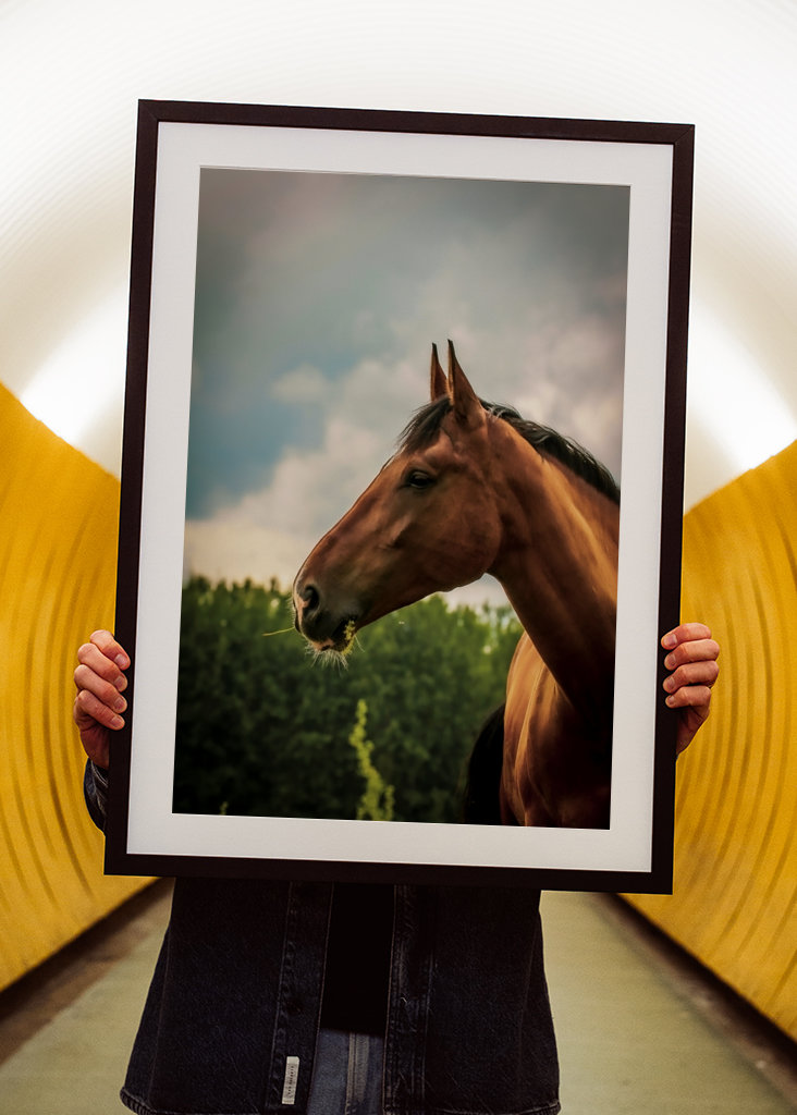 Cheval pore serré en dehors de l’été