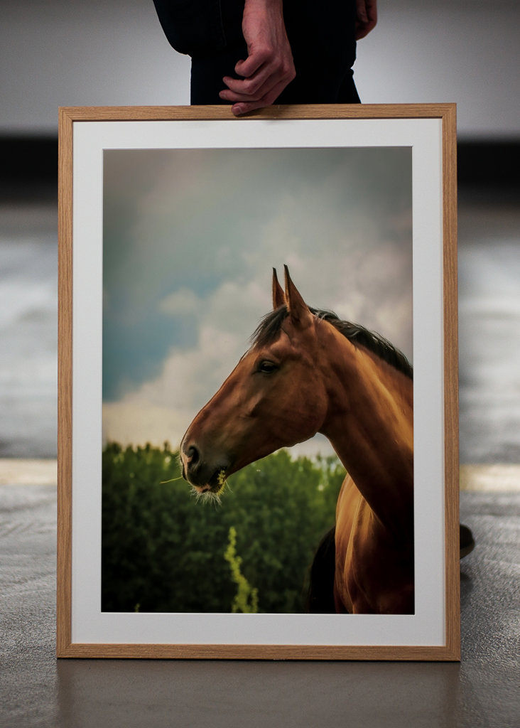 Cheval pore serré en dehors de l’été