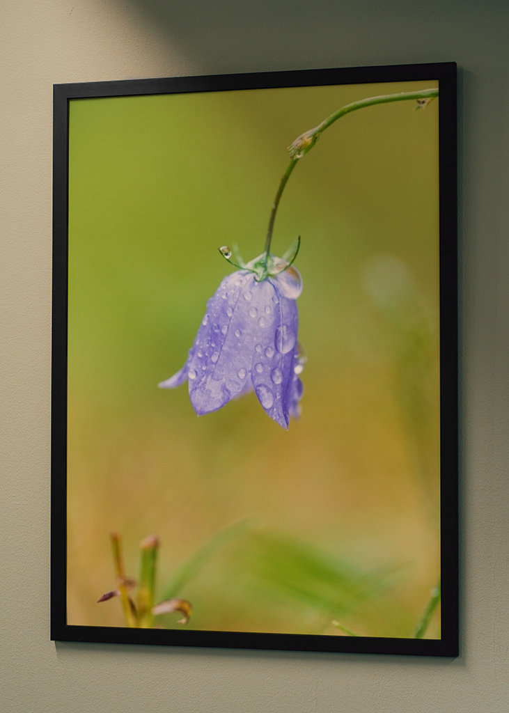 Yksinäinen sinikello kasteessa