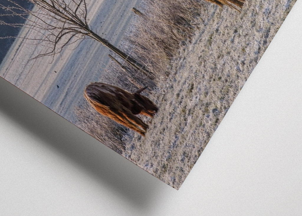 Kühe auf einer Weide im Winter