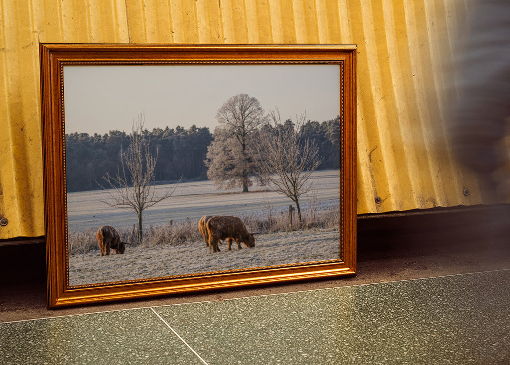 Kühe auf einer Weide im Winter