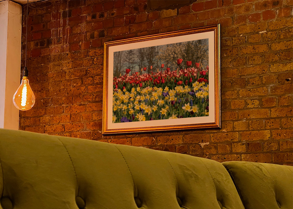 tulips in the netherlands