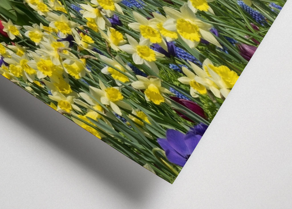 tulips in the netherlands