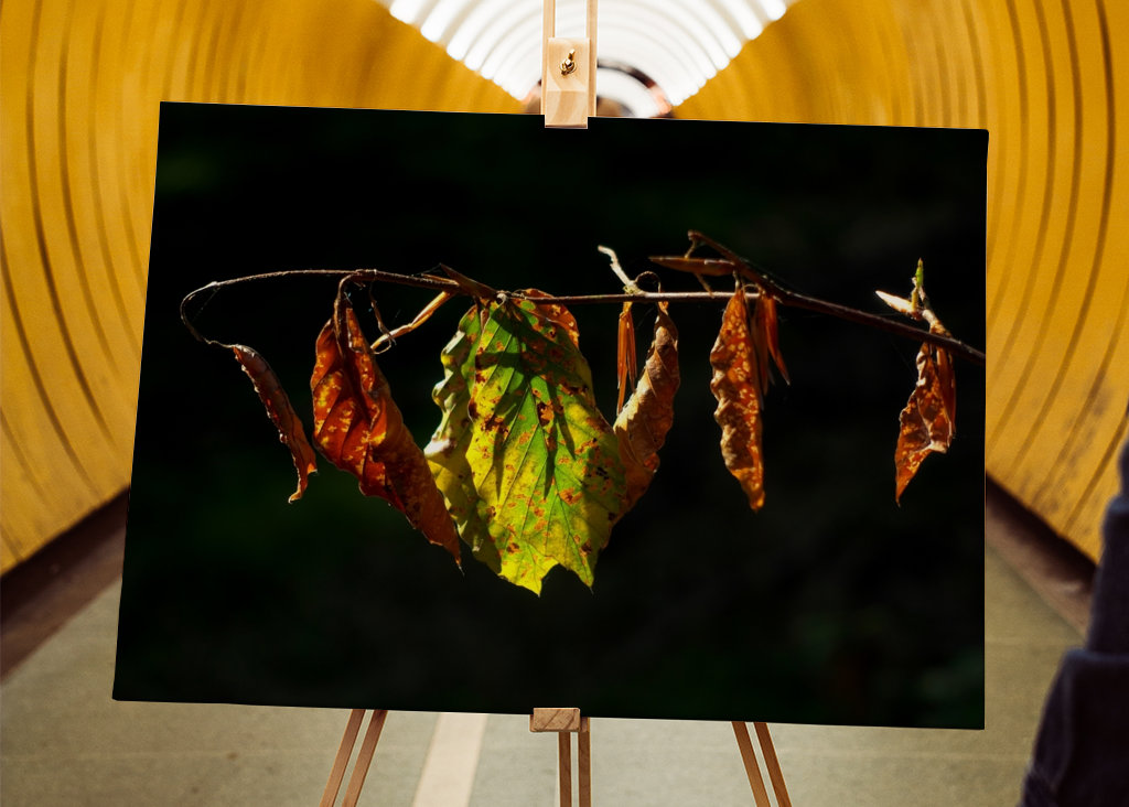 Sensation d’automne