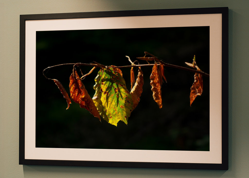 Sensation d’automne