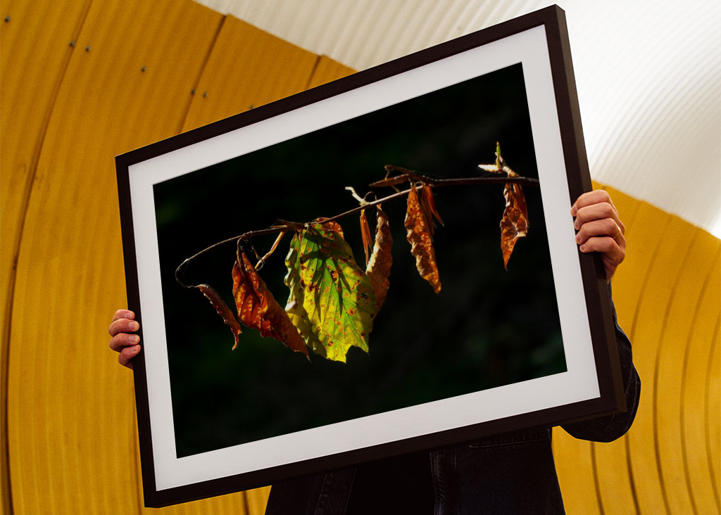 Sensation d’automne