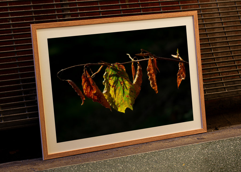 Sensation d’automne