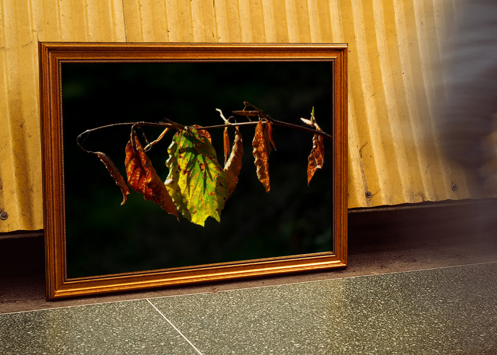 Sensation d’automne