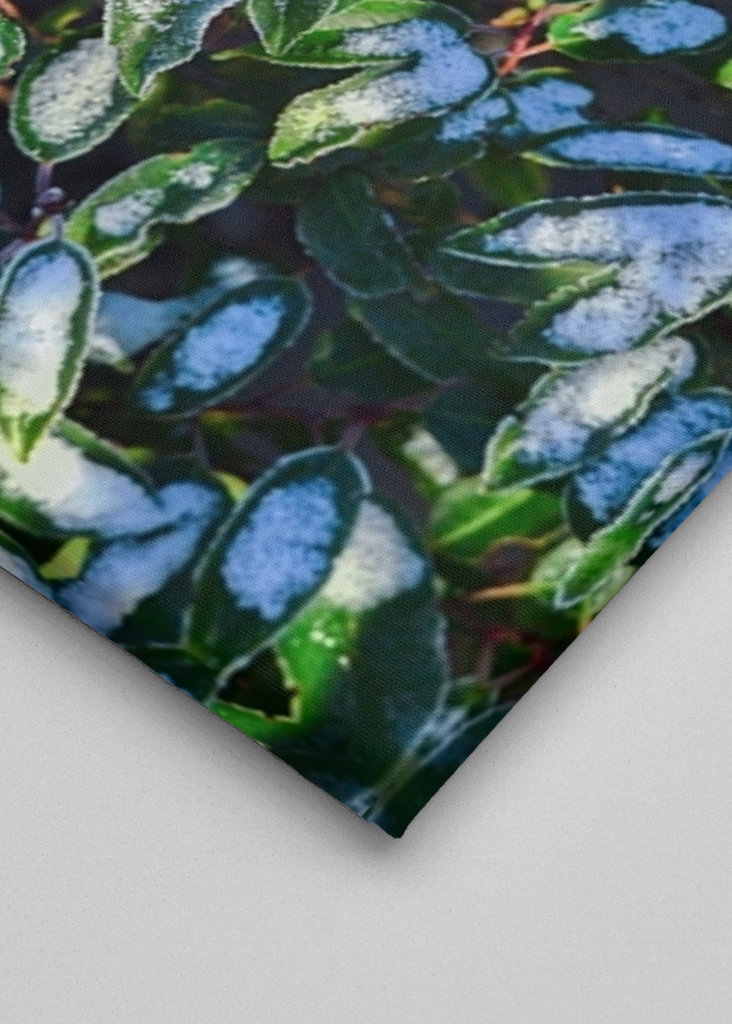 Feuilles vertes d’hiver