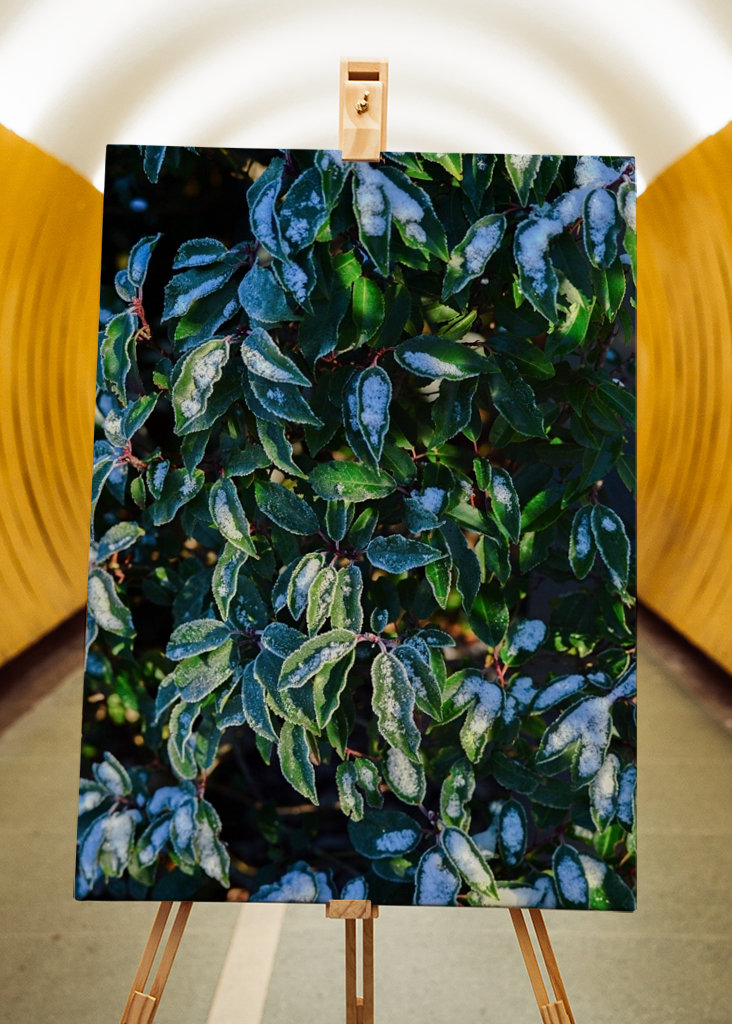 Feuilles vertes d’hiver