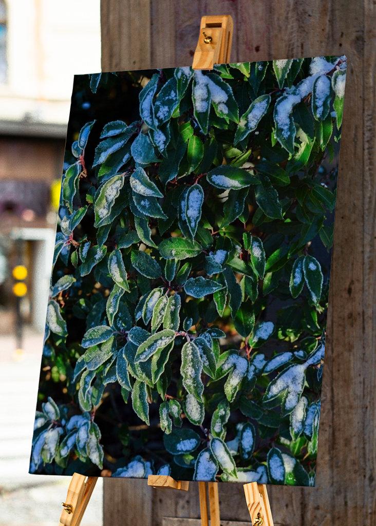 Feuilles vertes d’hiver