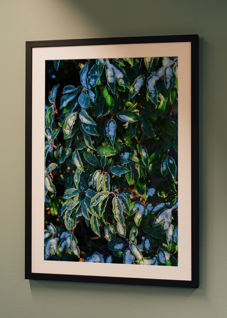 Feuilles vertes d’hiver