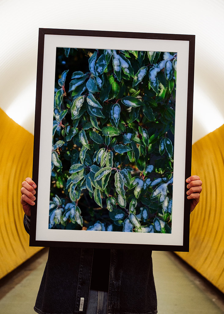 Feuilles vertes d’hiver