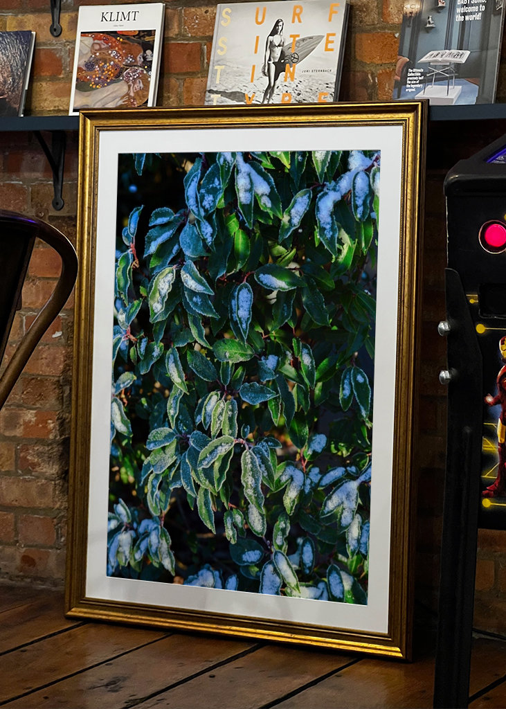 Feuilles vertes d’hiver