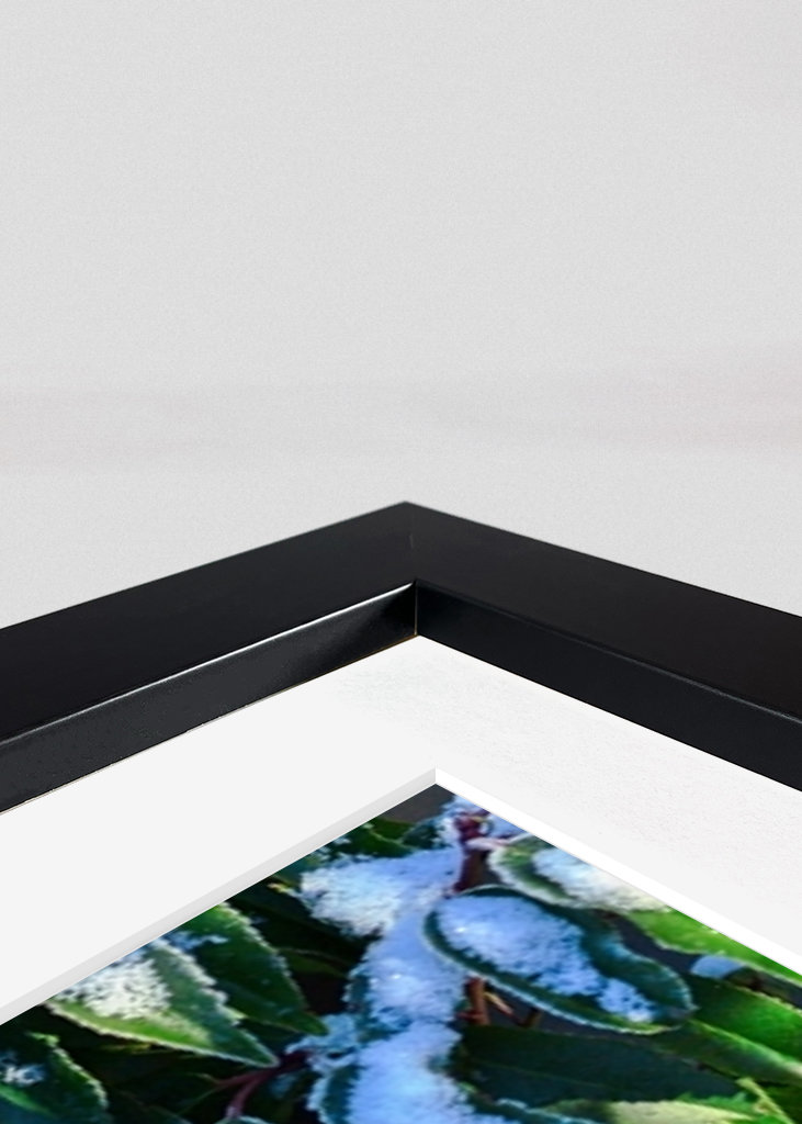 Feuilles vertes d’hiver