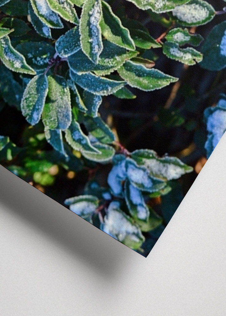 Feuilles vertes d’hiver