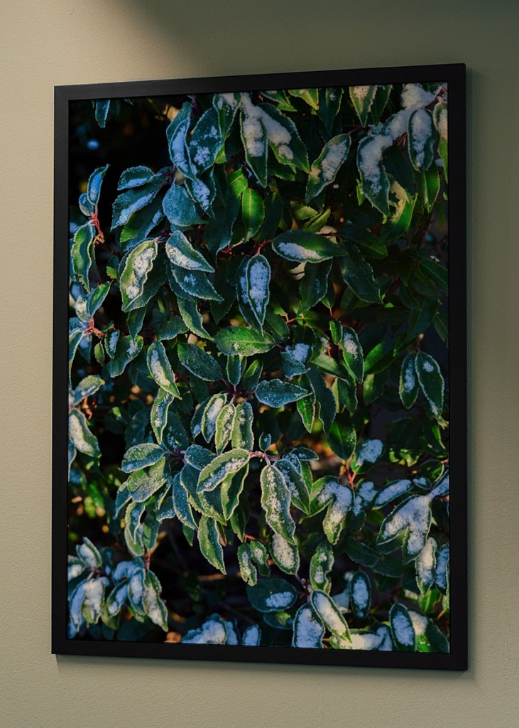 Feuilles vertes d’hiver