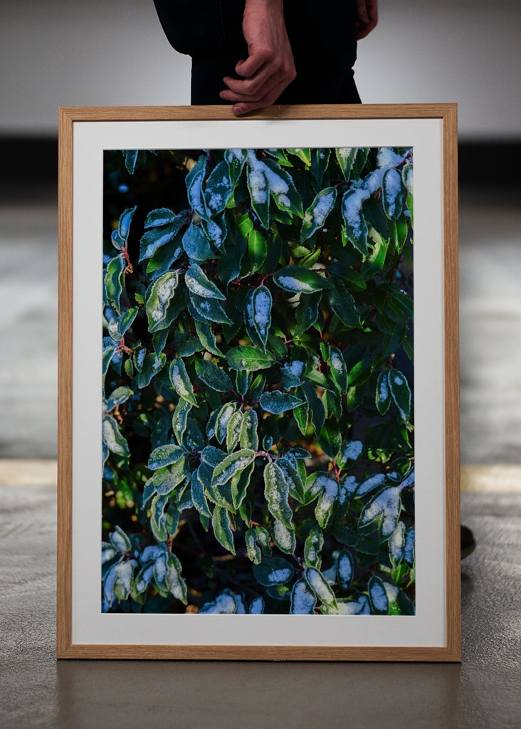 Feuilles vertes d’hiver