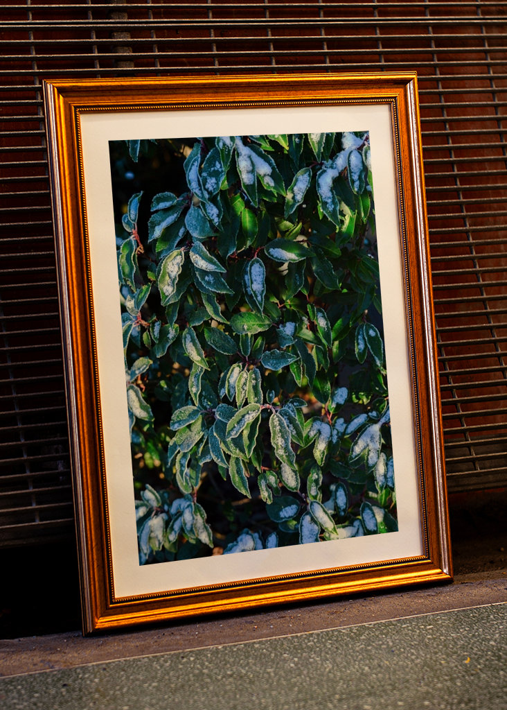 Feuilles vertes d’hiver