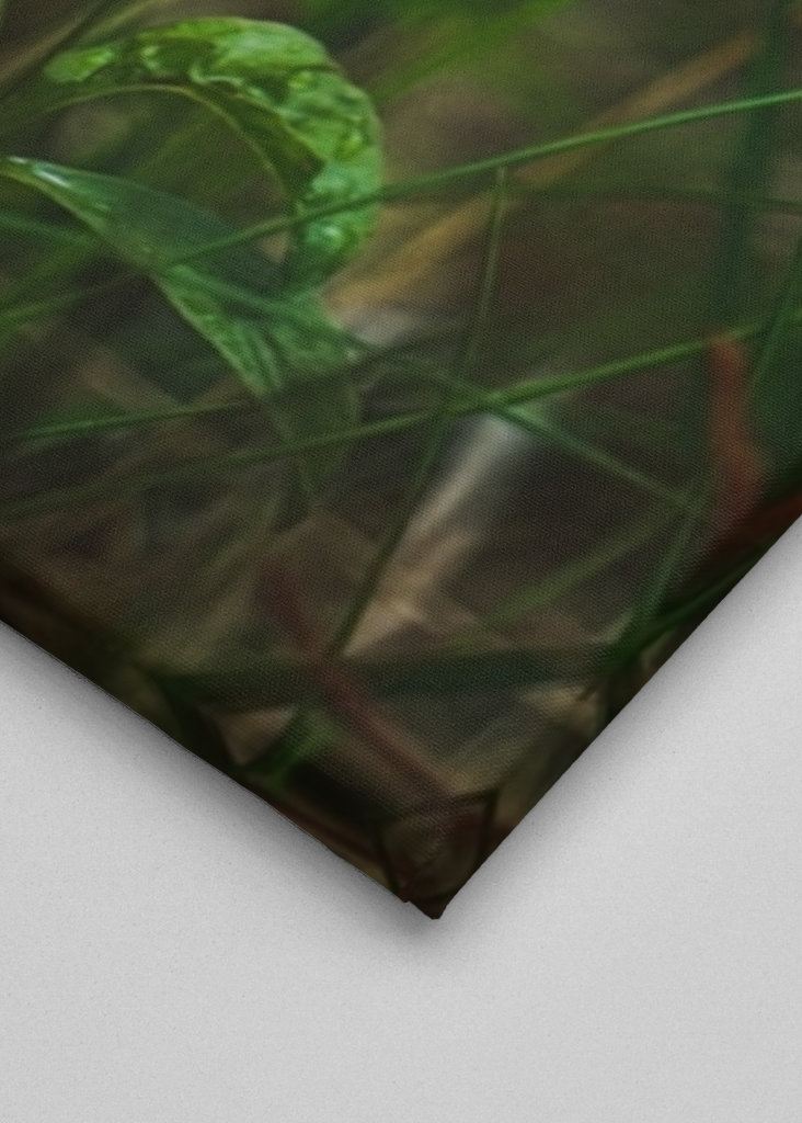 Étoile de la forêt