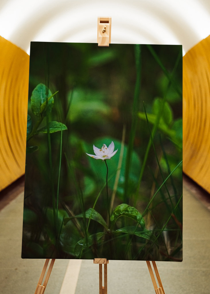 Étoile de la forêt