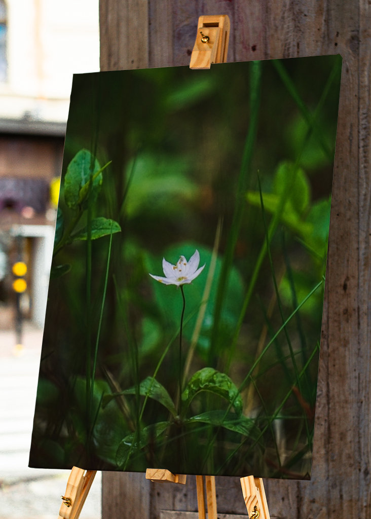 Étoile de la forêt