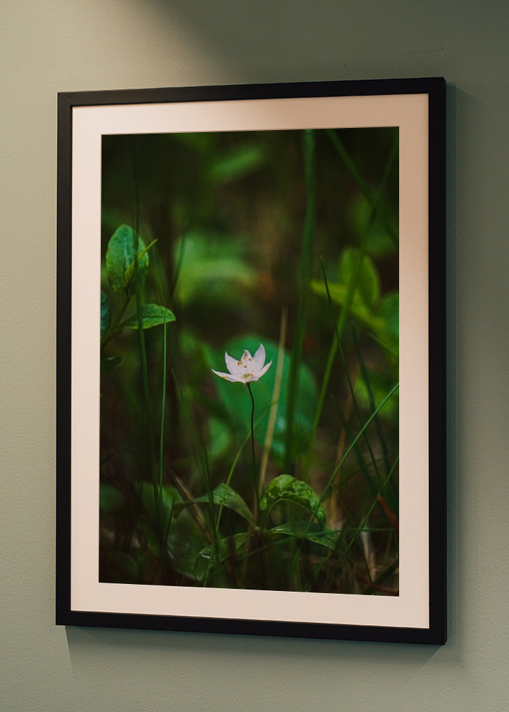 Étoile de la forêt