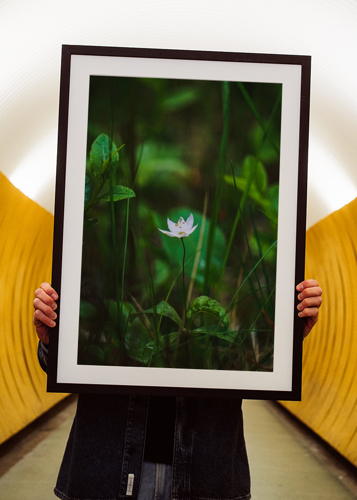 Étoile de la forêt