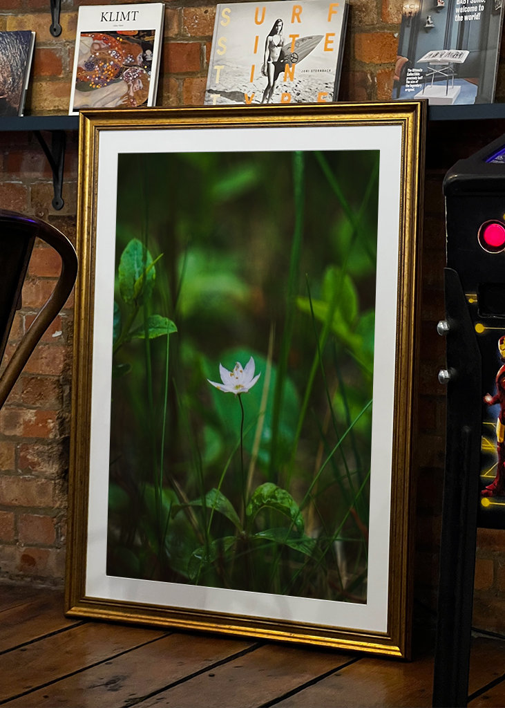 Étoile de la forêt