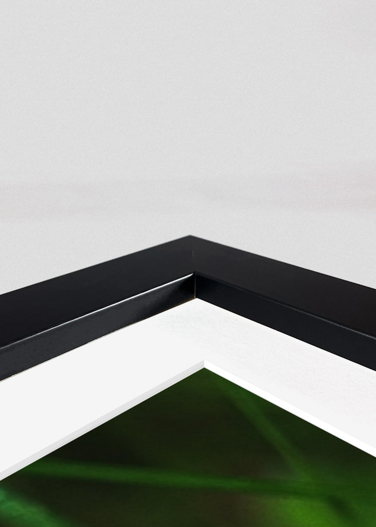 Étoile de la forêt