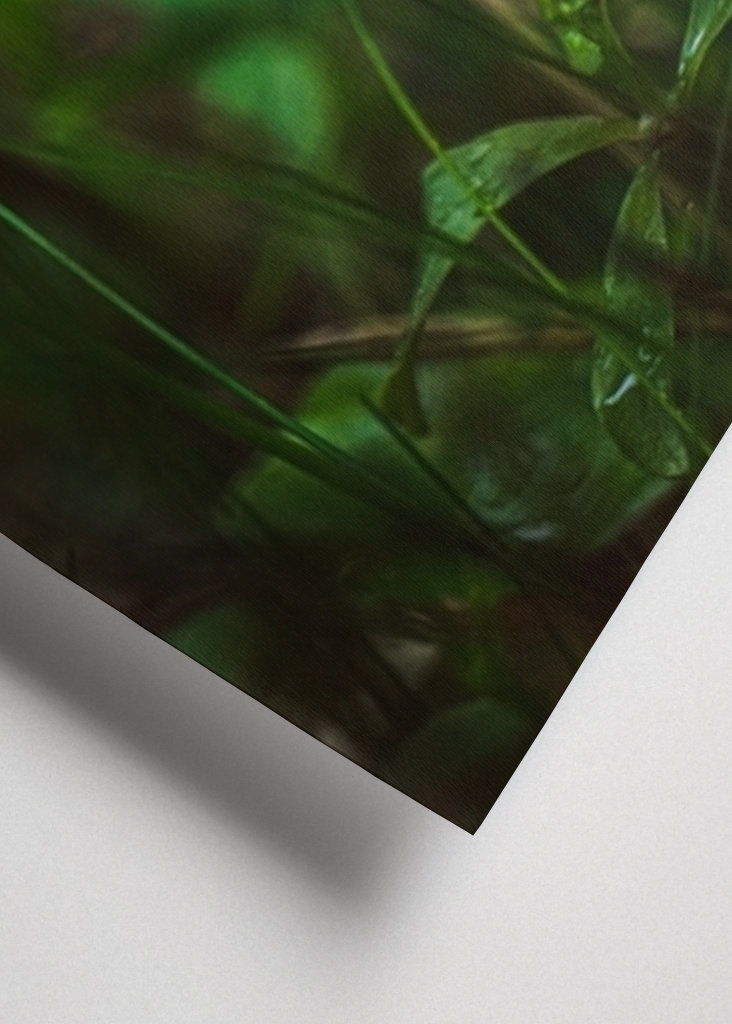 Étoile de la forêt