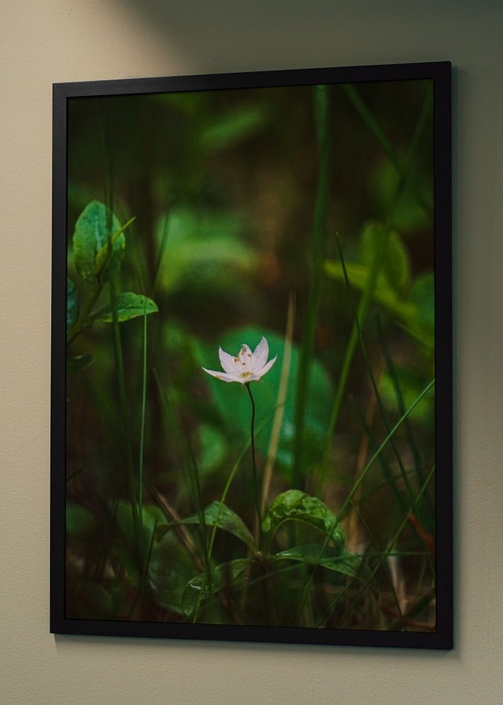 Étoile de la forêt