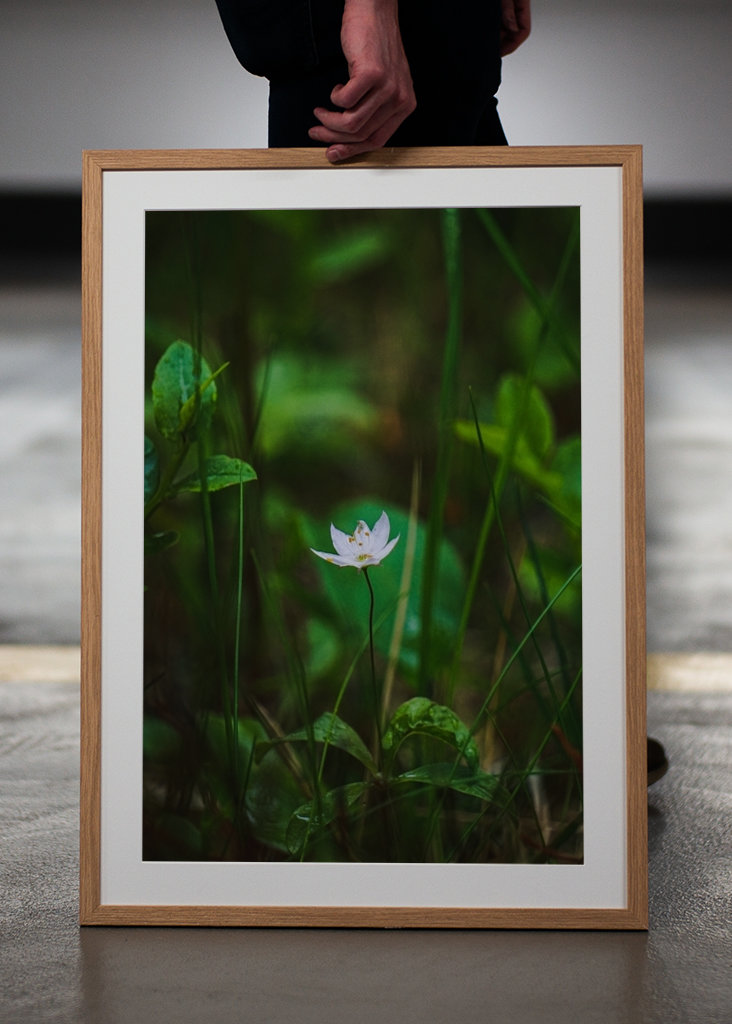 Étoile de la forêt