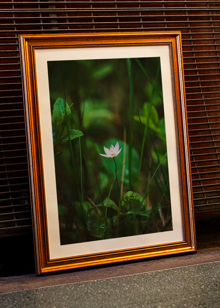 Étoile de la forêt