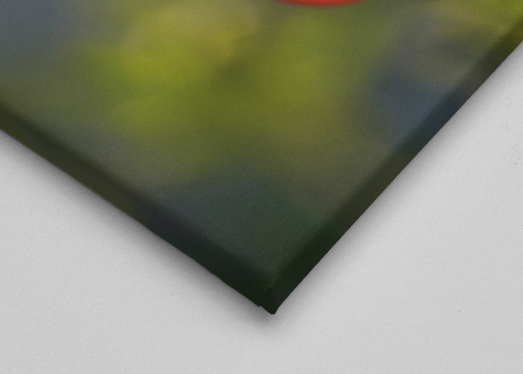 Mohnblume 2 Annoncer