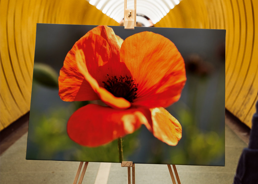 Mohnblume 2 Annoncer